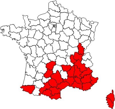 Orchis provincialis ( Orchis de Provence ) Orc provincialis